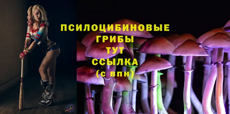 Галлюциногенные грибы Psilocybe  купить закладку  Кувшиново 