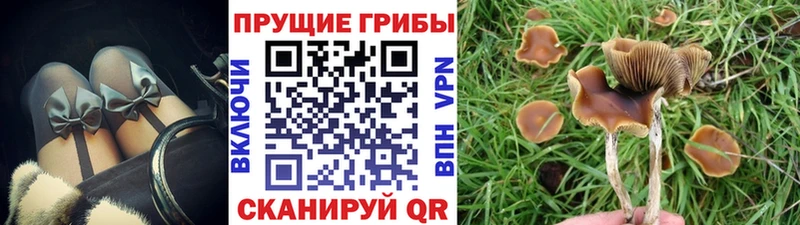 Галлюциногенные грибы Psilocybe  Кувшиново 